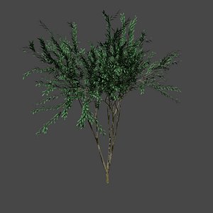 tree pbr model