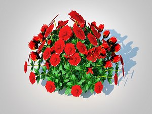 3D Chrysanthemum - Hardy Mumred