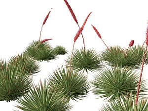 3D model Agave stricta - Hedgehog agave