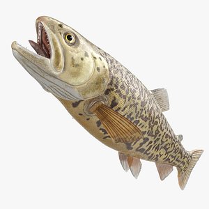 Tiger Trout Fish model