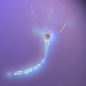 3d nerve cell neurone