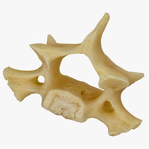 3D model Kangaroo (Macropus) Cervical Vertebrae C6 RAW Scan