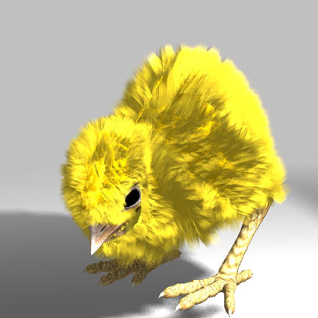 Poult Chicken 3d Lwo