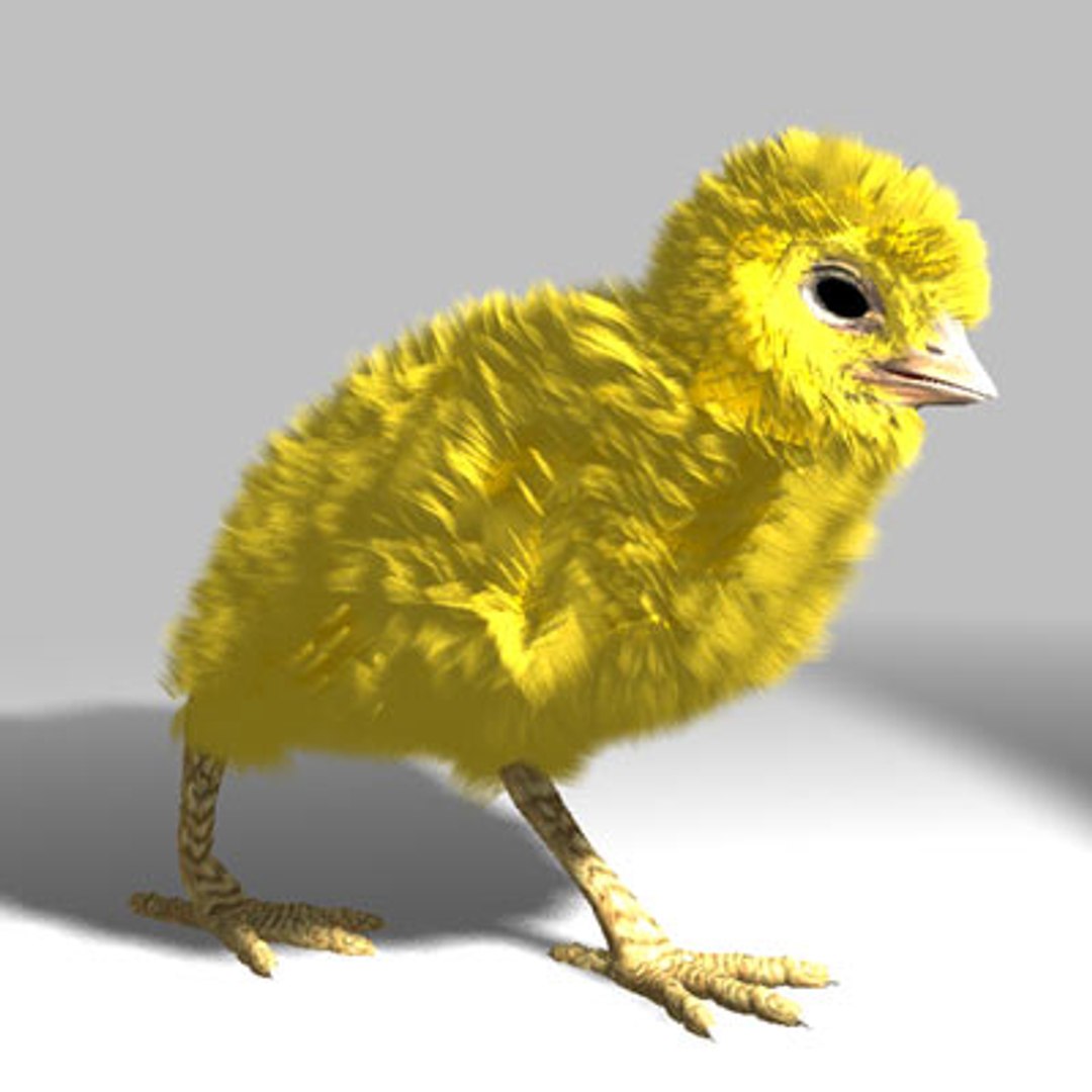 Poult Chicken 3d Lwo