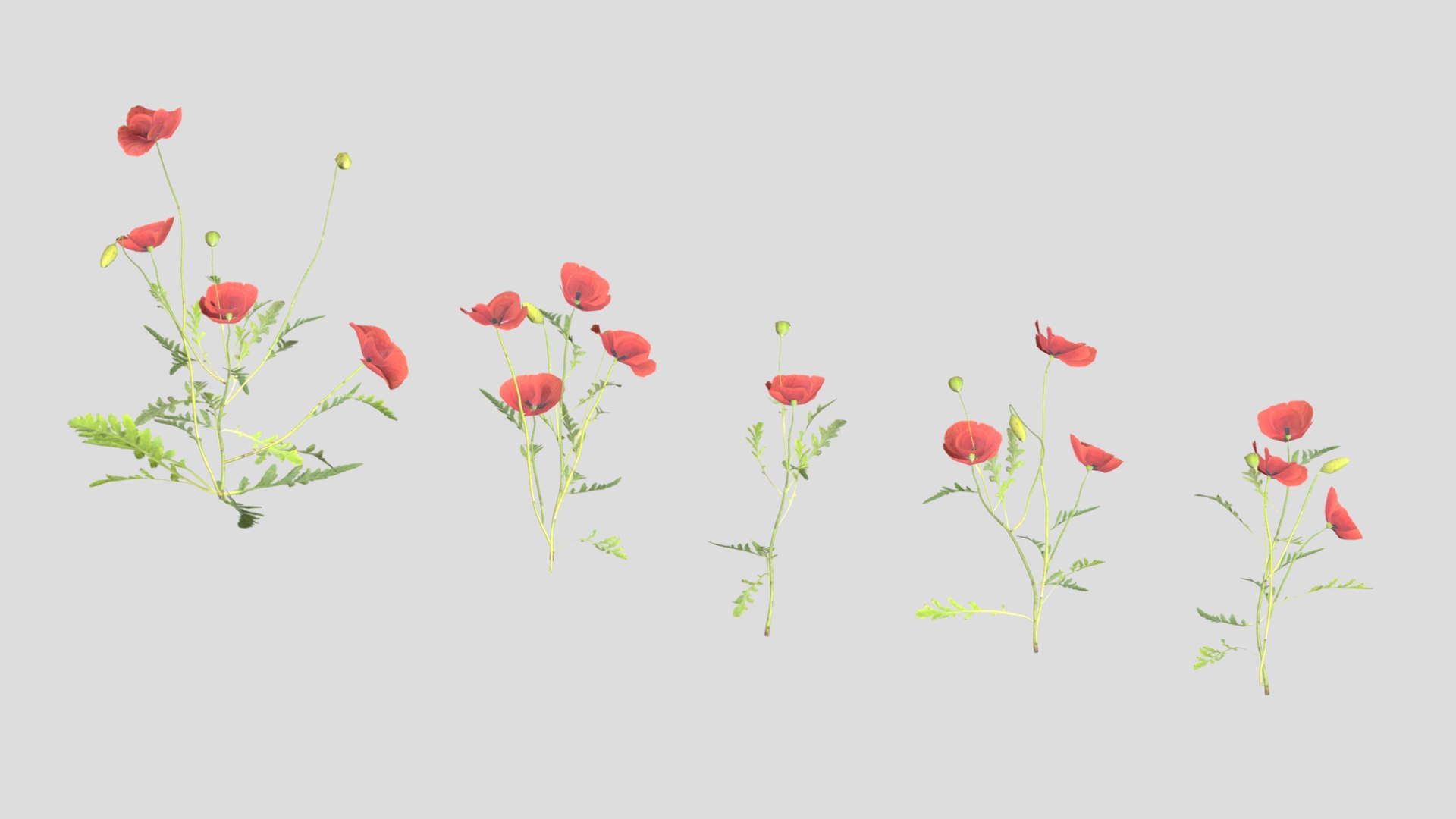 3D Poppy Flower Low Poly model https://p.turbosquid.com/ts-thumb/zO/kVNHCc/qj/poppy_flower_low_poly11/png/1725949552/1920x1080/fit_q87/2526b8f15f45de0e15564dedbdb682752954a2c4/poppy_flower_low_poly11.jpg