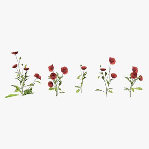 Poppy Flower Low Poly