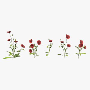 Poppy Flower Low Poly