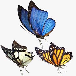 3D Butterfly model