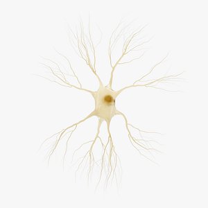Astrocyte Cell
