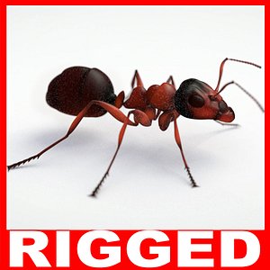 3d model ant rigged