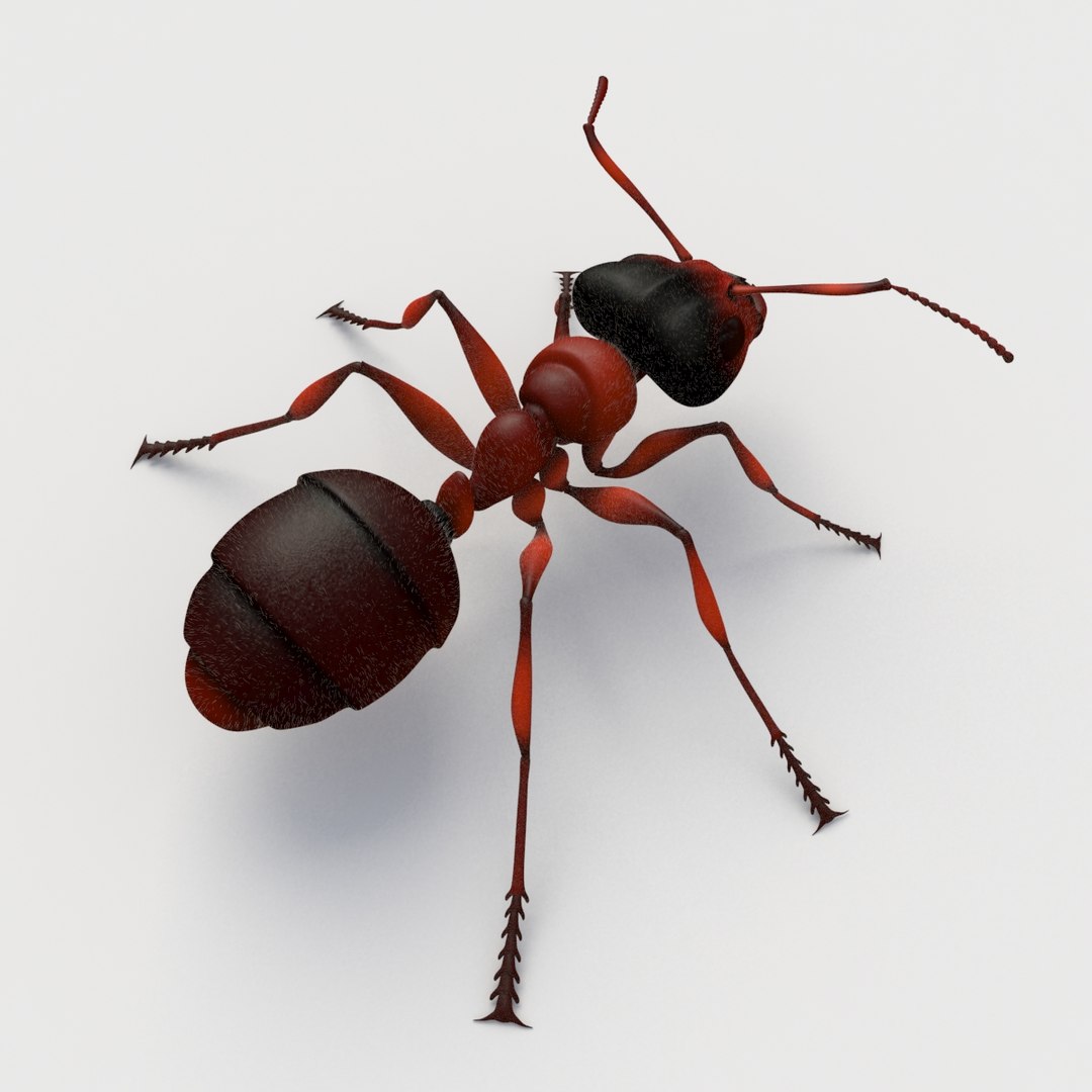 3d model ant rigged https://p.turbosquid.com/ts-thumb/zP/6GagkX/SqDPJGuy/mantis_thumb06/jpg/1484080263/1920x1080/fit_q87/3140f320256da73e39529c3a638821f7f3ccfce4/mantis_thumb06.jpg