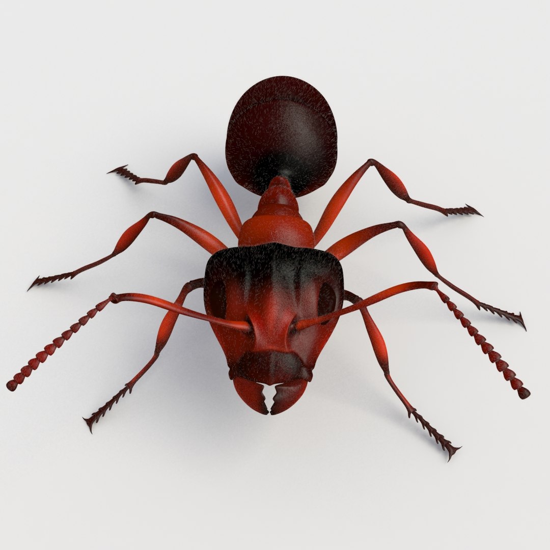 3d Model Ant Rigged