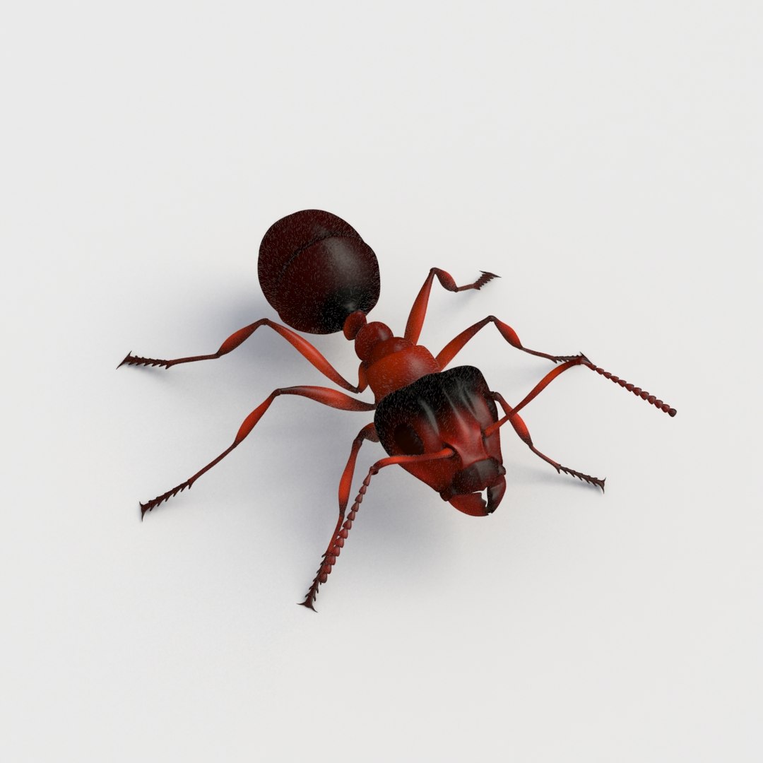 3d model ant rigged https://p.turbosquid.com/ts-thumb/zP/6GagkX/wOhjO9pp/mantis_thumb02/jpg/1484080263/1920x1080/fit_q87/7c136ac258613988037ae4a3defaa482061a639e/mantis_thumb02.jpg