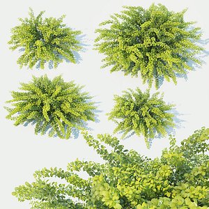 3D berberis thunbergii green