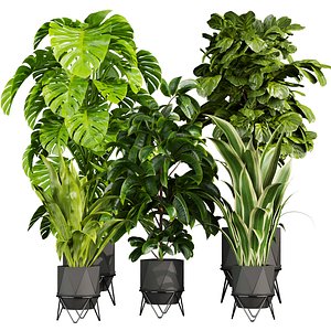 plant vol 785 - fiddle - banana - rubber - monstera 3D model