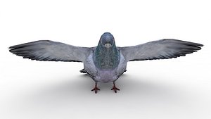 Pigeon model
