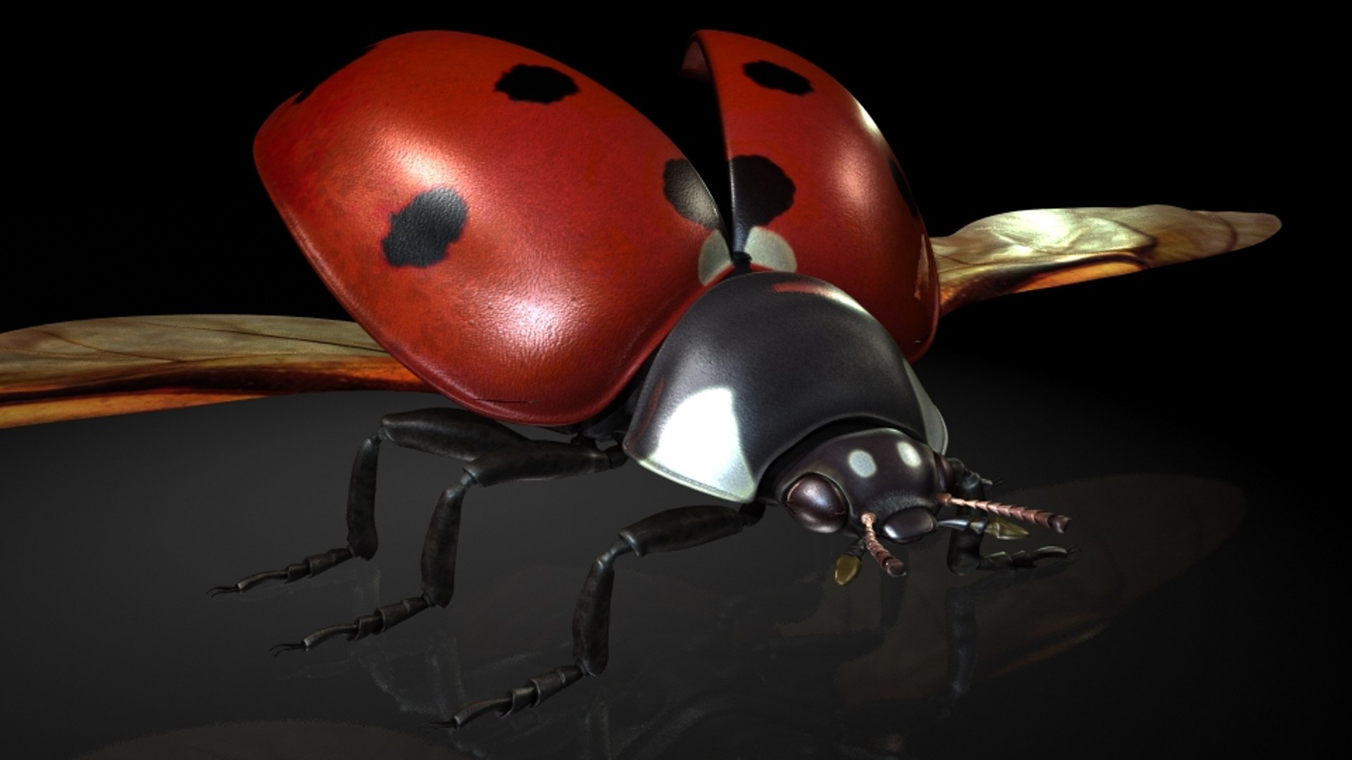 Ladybirds Insects Model - TurboSquid 1320046
