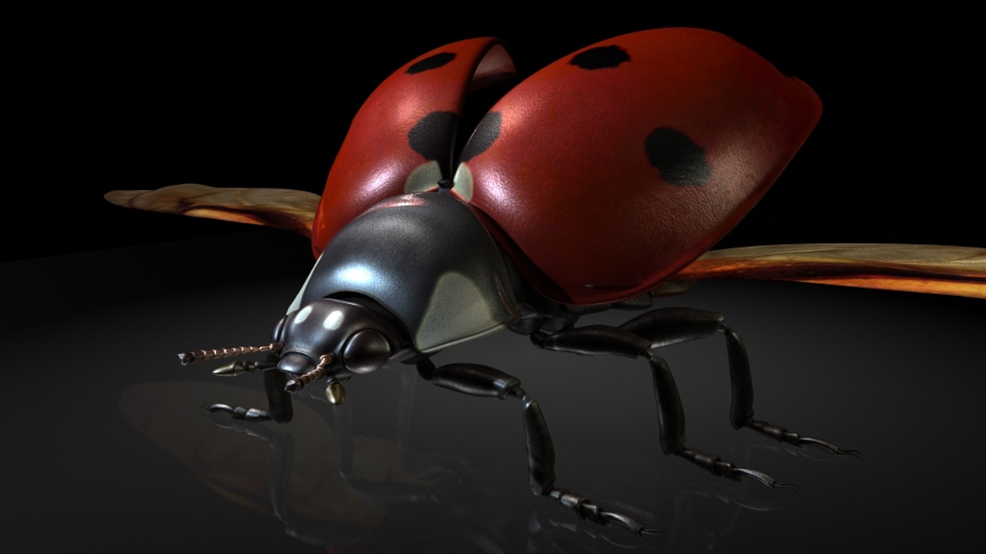 Ladybirds Insects Model - TurboSquid 1320046