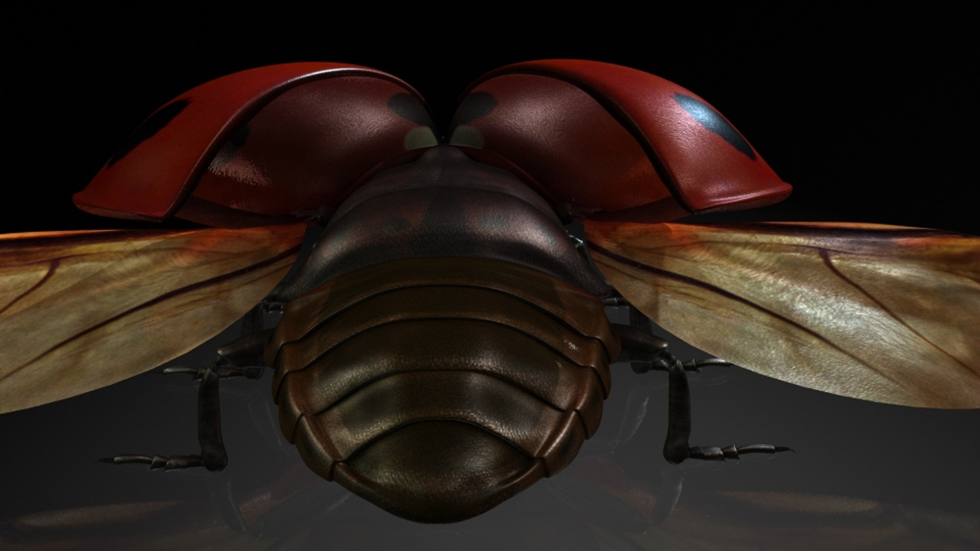 Ladybirds Insects Model - TurboSquid 1320046