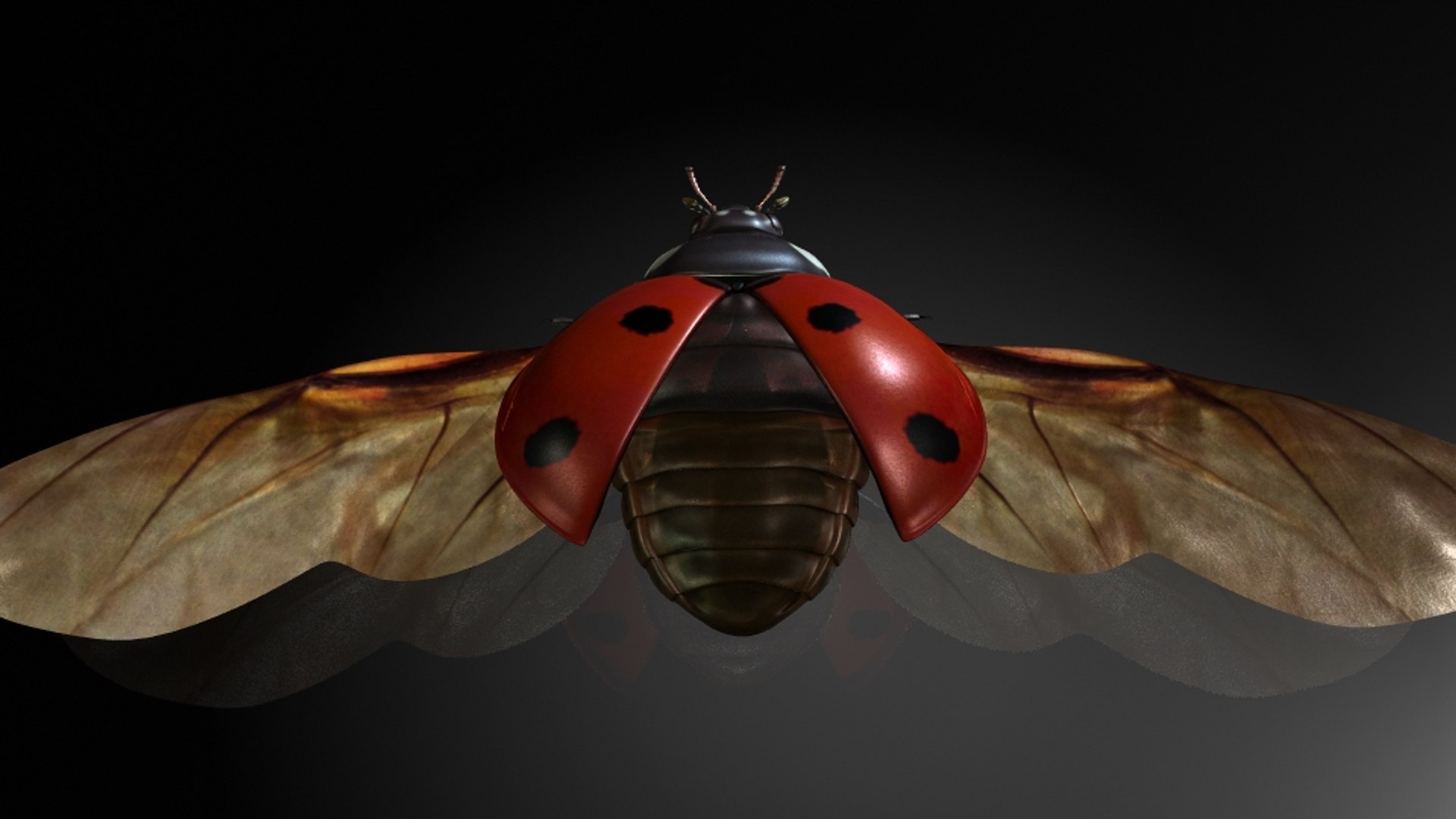Ladybirds Insects Model - TurboSquid 1320046