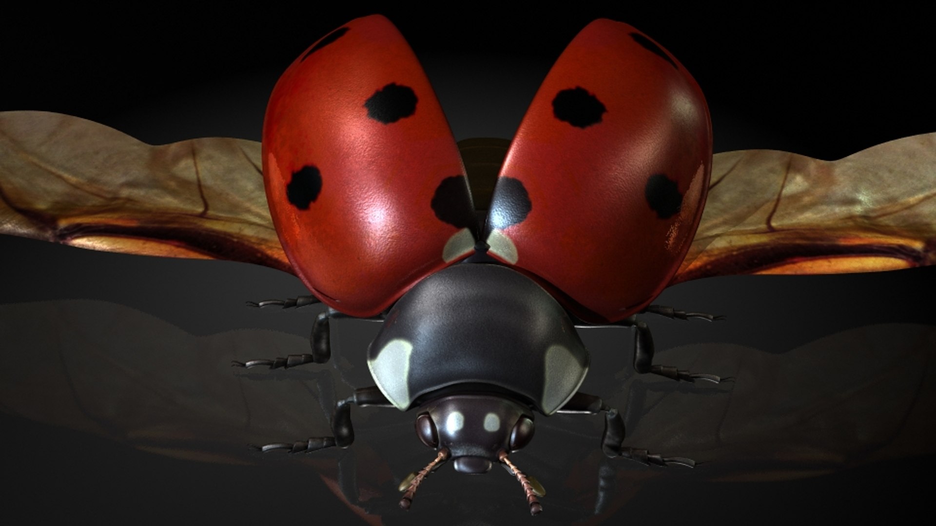 Ladybirds Insects Model - TurboSquid 1320046