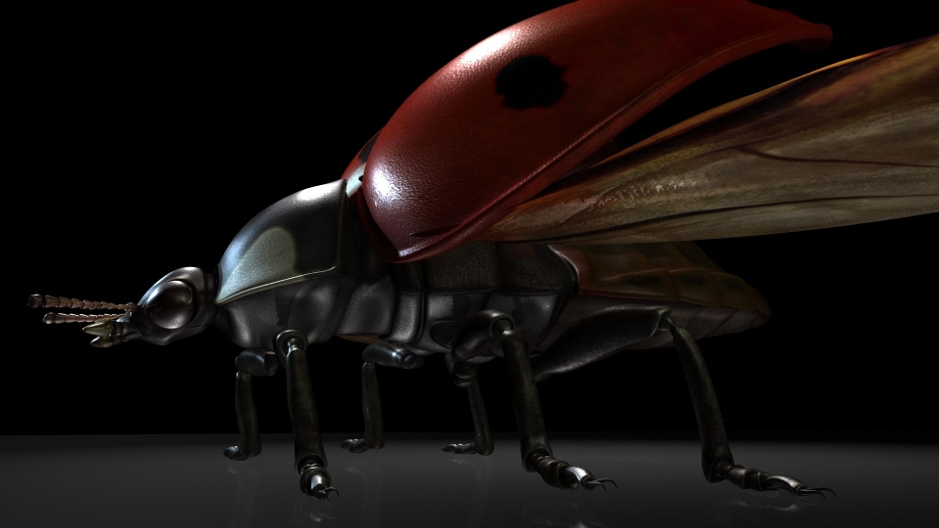 Ladybirds Insects Model - TurboSquid 1320046