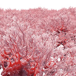 Coral reef ecosystem LP 3D