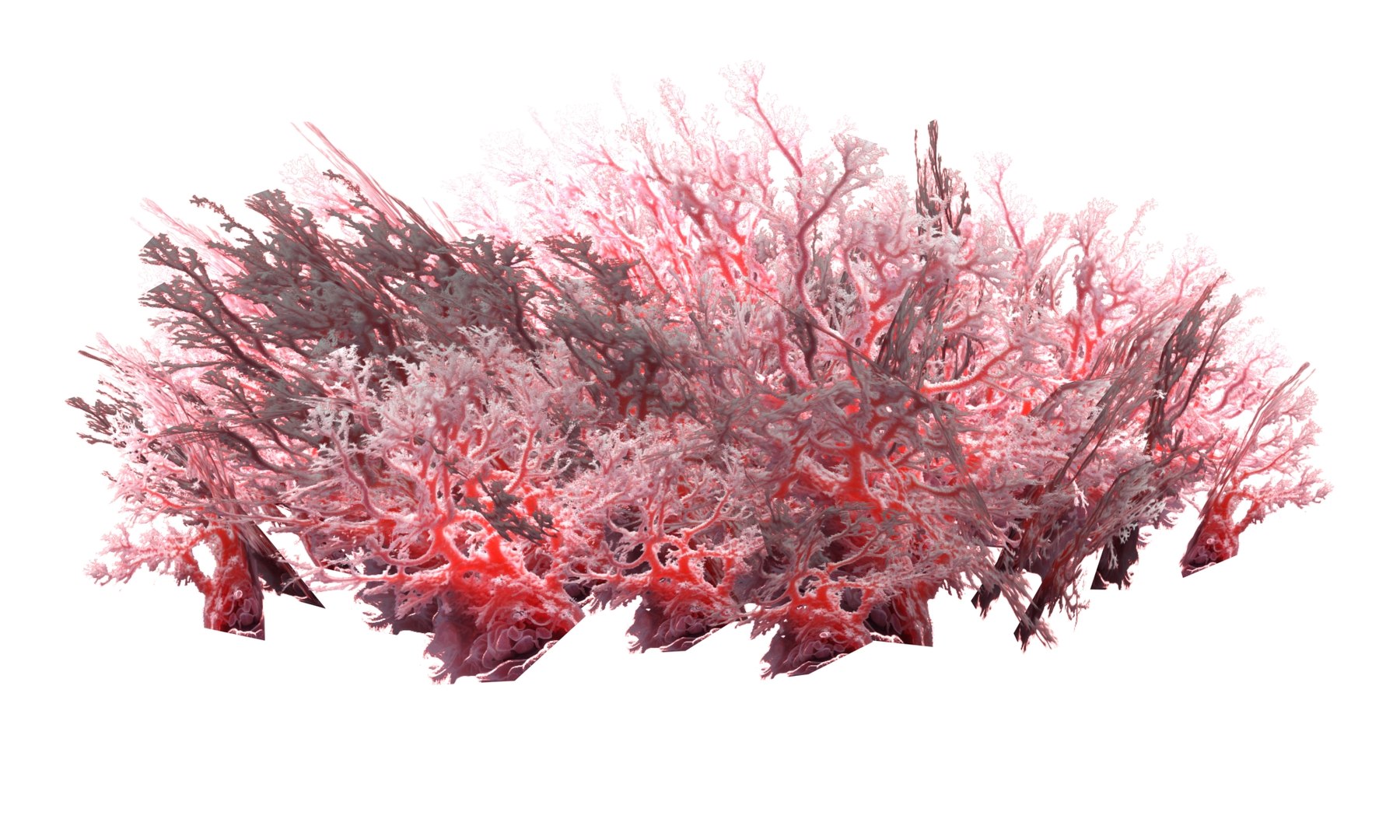 Coral Reef Ecosystem LP 3D - TurboSquid 2167113