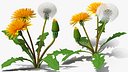 Dandelion Plant Taraxacum Officinale