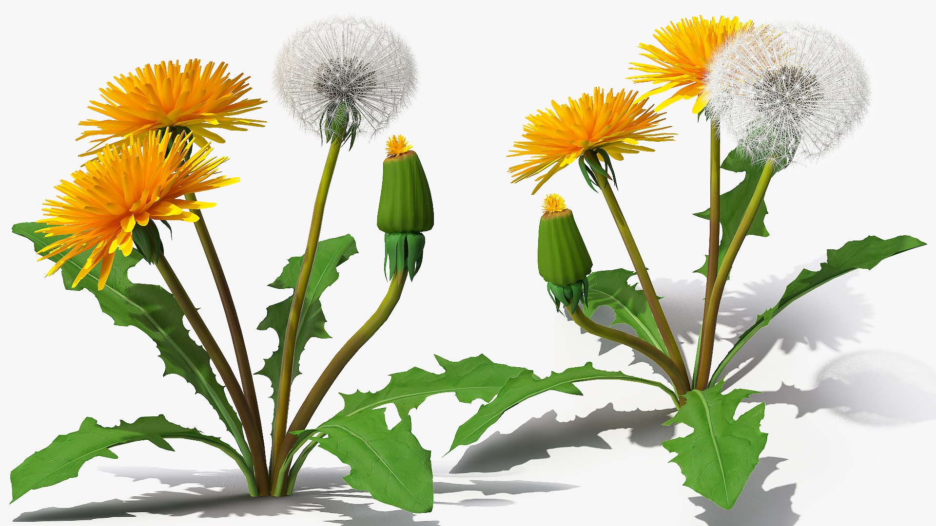 3D model Yellow Flowering Plants Collection 3 https://p.turbosquid.com/ts-thumb/zP/dOQSRr/BrGOhZdW/dandelionplanttaraxacumofficinale3dmodel004/jpg/1788637545/1920x1080/fit_q87/5cf9513f5e402f8a517baaf16a6d3b6c7d8583d0/dandelionplanttaraxacumofficinale3dmodel004.jpg