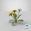 3D dandelion plant taraxacum officinale model