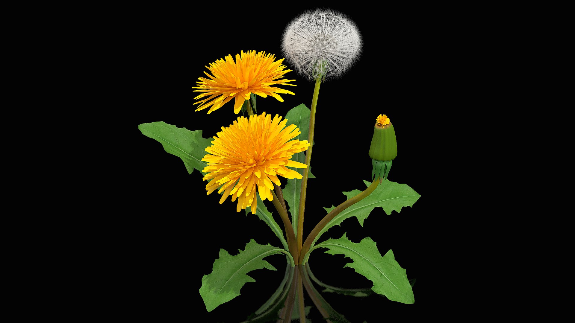 Dandelion Plant Taraxacum Officinale 3D model preview