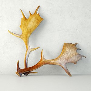 3D model naturally shed moose antlers