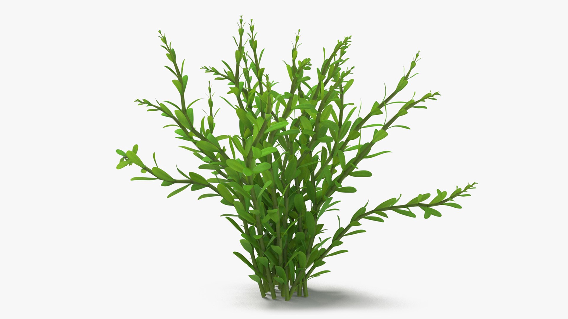 Aquarium Plant Rotala Green 3D model preview
