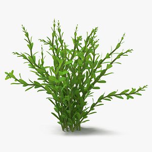 3D model Aquarium Plant Rotala Green