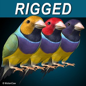 Finch - Wings Folded