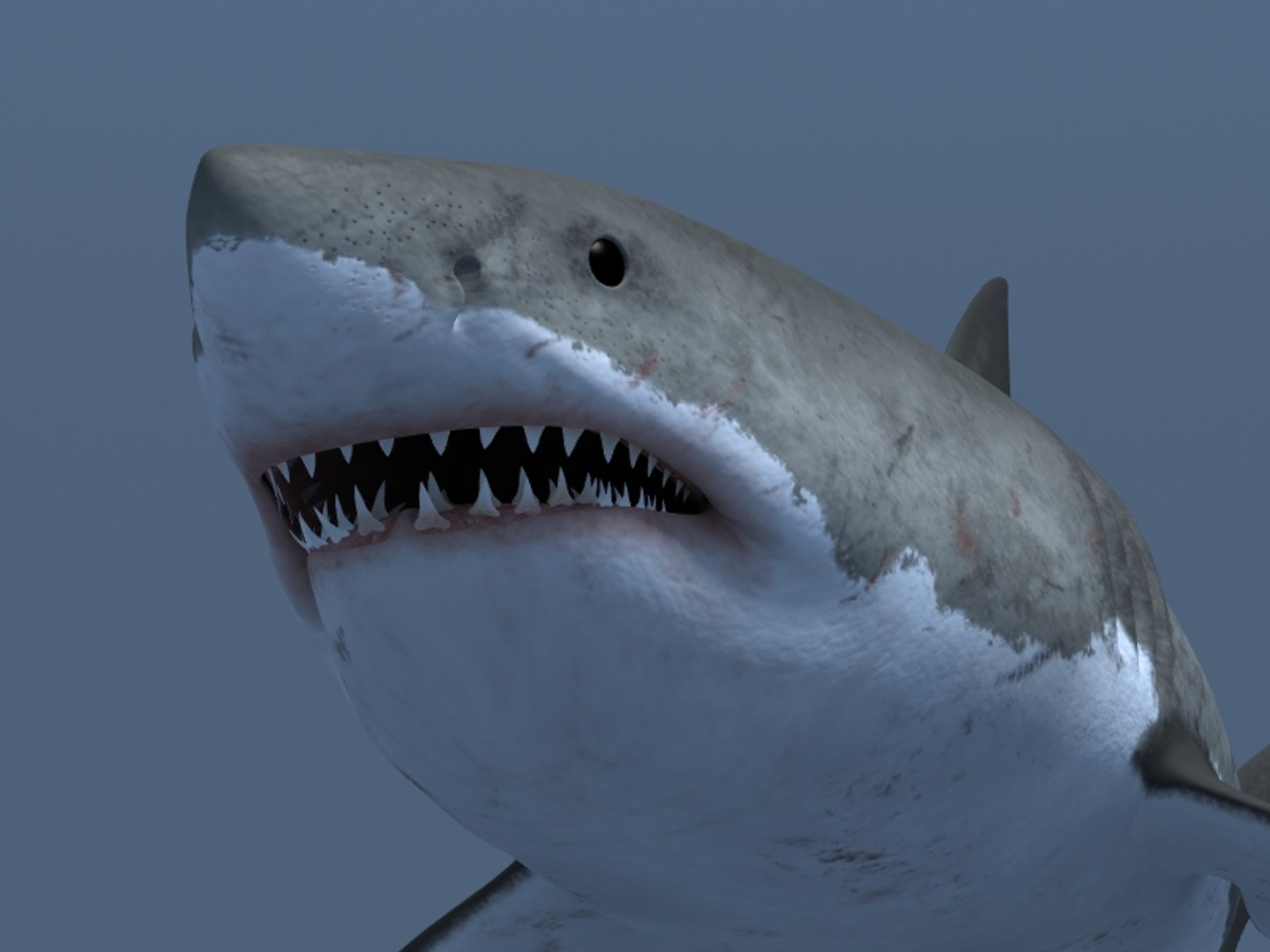 3ds max great white shark https://p.turbosquid.com/ts-thumb/zQ/ZEBYxH/0m0ANT2s/grtwht_025/jpg/1287692337/1920x1080/fit_q87/25072e966af2e8743c559a8e182e84726a8b42c6/grtwht_025.jpg