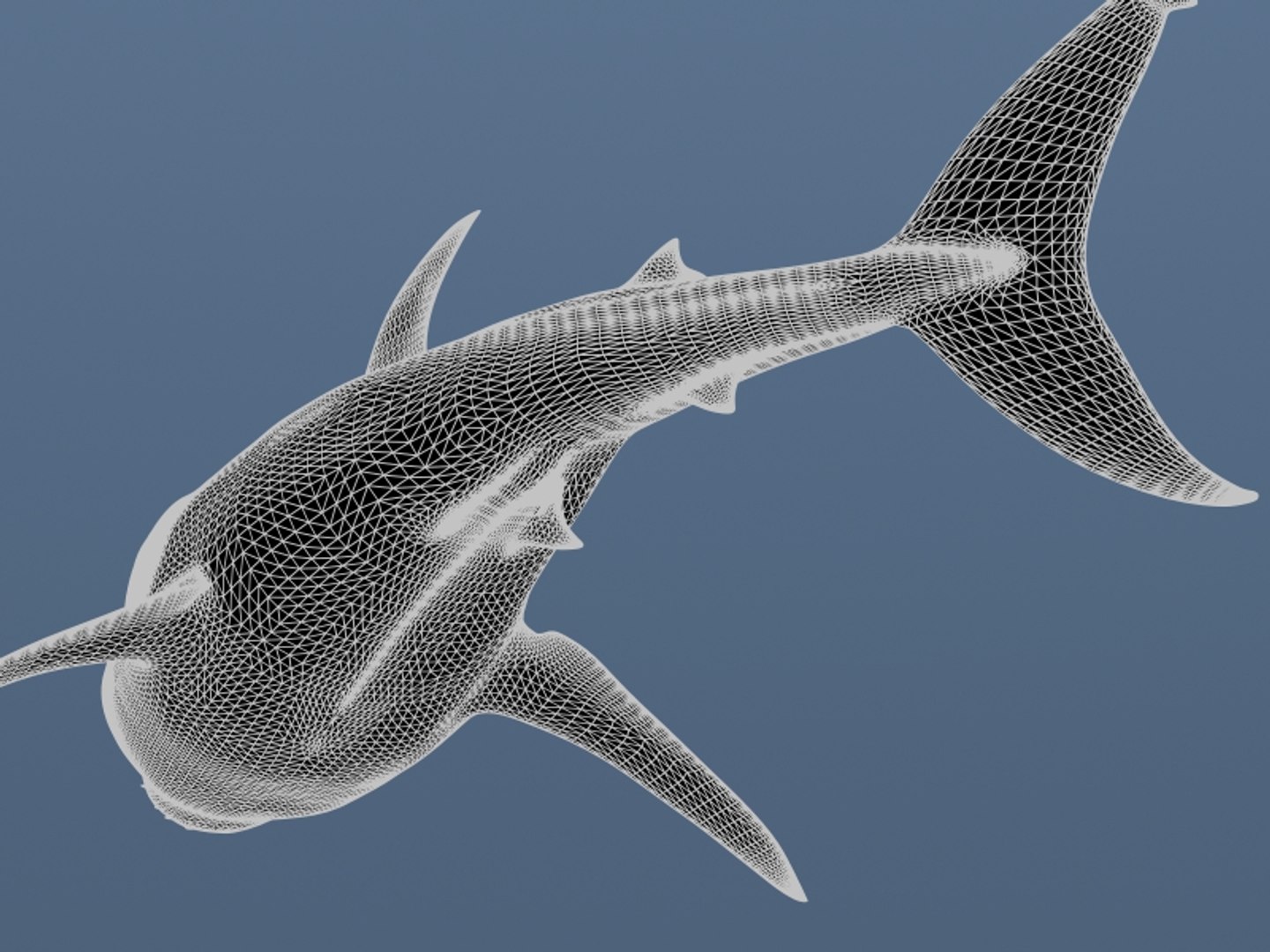 3ds max great white shark https://p.turbosquid.com/ts-thumb/zQ/ZEBYxH/2ivhdlEQ/grtwht_wire_003/jpg/1287692969/1920x1080/fit_q87/479376e79ce3d156a477572b75f0a84ab46531e2/grtwht_wire_003.jpg