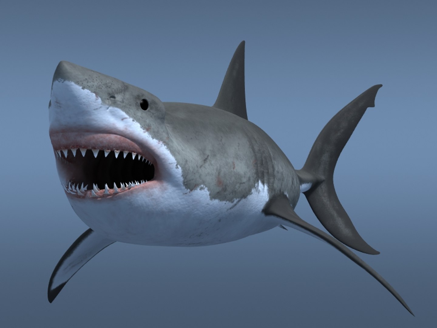 3ds max great white shark https://p.turbosquid.com/ts-thumb/zQ/ZEBYxH/4IS3KCWu/grtwht_015/jpg/1287692337/1920x1080/fit_q87/267fdd7c721be99800e940ec50be30d9588c96f7/grtwht_015.jpg