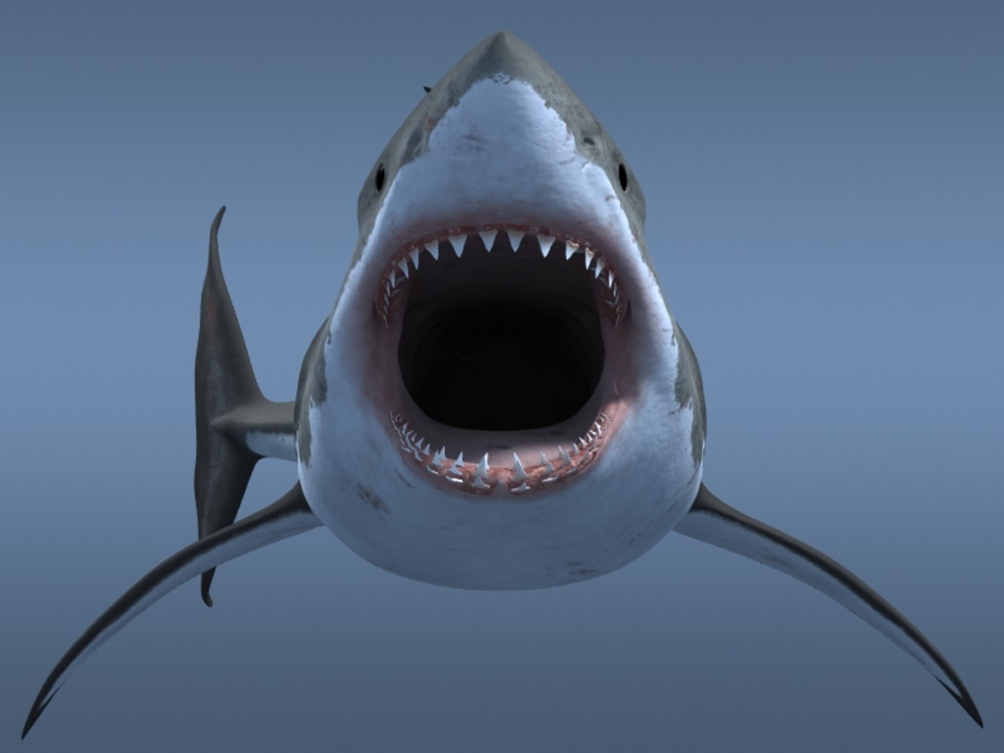 3ds max great white shark https://p.turbosquid.com/ts-thumb/zQ/ZEBYxH/6HHZ5OEr/grtwht_004/jpg/1287692337/1920x1080/fit_q87/10c7f913a79dd023042fff389a30a819c5e269d5/grtwht_004.jpg