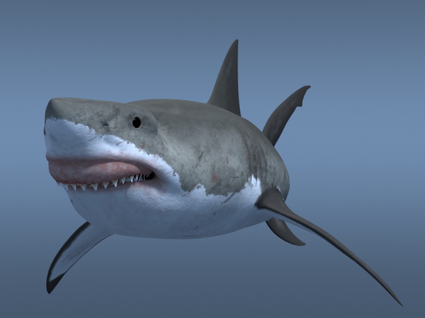 3ds max great white shark https://p.turbosquid.com/ts-thumb/zQ/ZEBYxH/8RsKykjE/grtwht_016/jpg/1287692337/1920x1080/fit_q87/465cc3fdeaab1173798e0c83554eab1f5ed611a1/grtwht_016.jpg