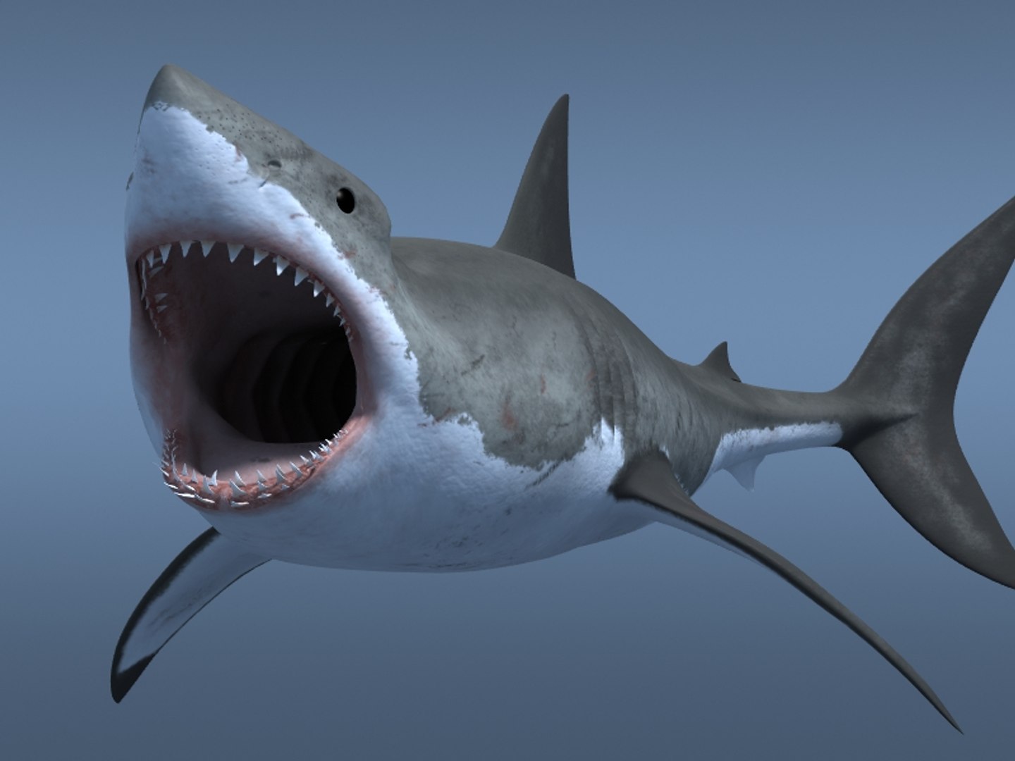 3ds max great white shark https://p.turbosquid.com/ts-thumb/zQ/ZEBYxH/9t0c8RLm/grtwht_012/jpg/1287692337/1920x1080/fit_q87/58086798b8d5a744ab34e5ac9aaf73b262669b48/grtwht_012.jpg