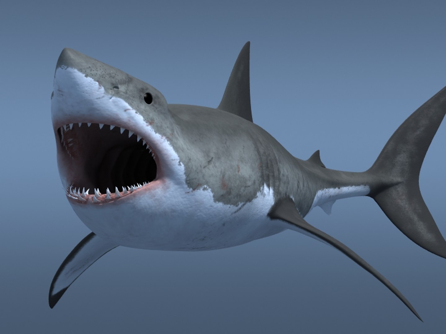 3ds max great white shark