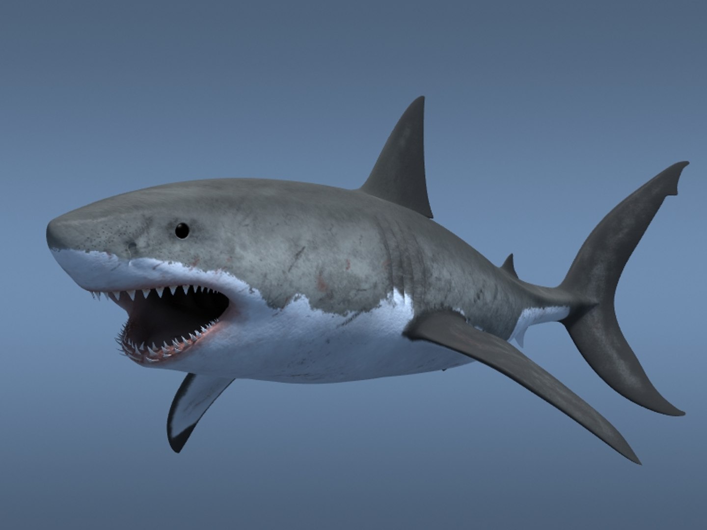 3ds max great white shark https://p.turbosquid.com/ts-thumb/zQ/ZEBYxH/B9Ww3icb/grtwht_001/jpg/1287692337/1920x1080/fit_q87/21fd44a897f2e124ce1af4de36d5737fbeacf48a/grtwht_001.jpg
