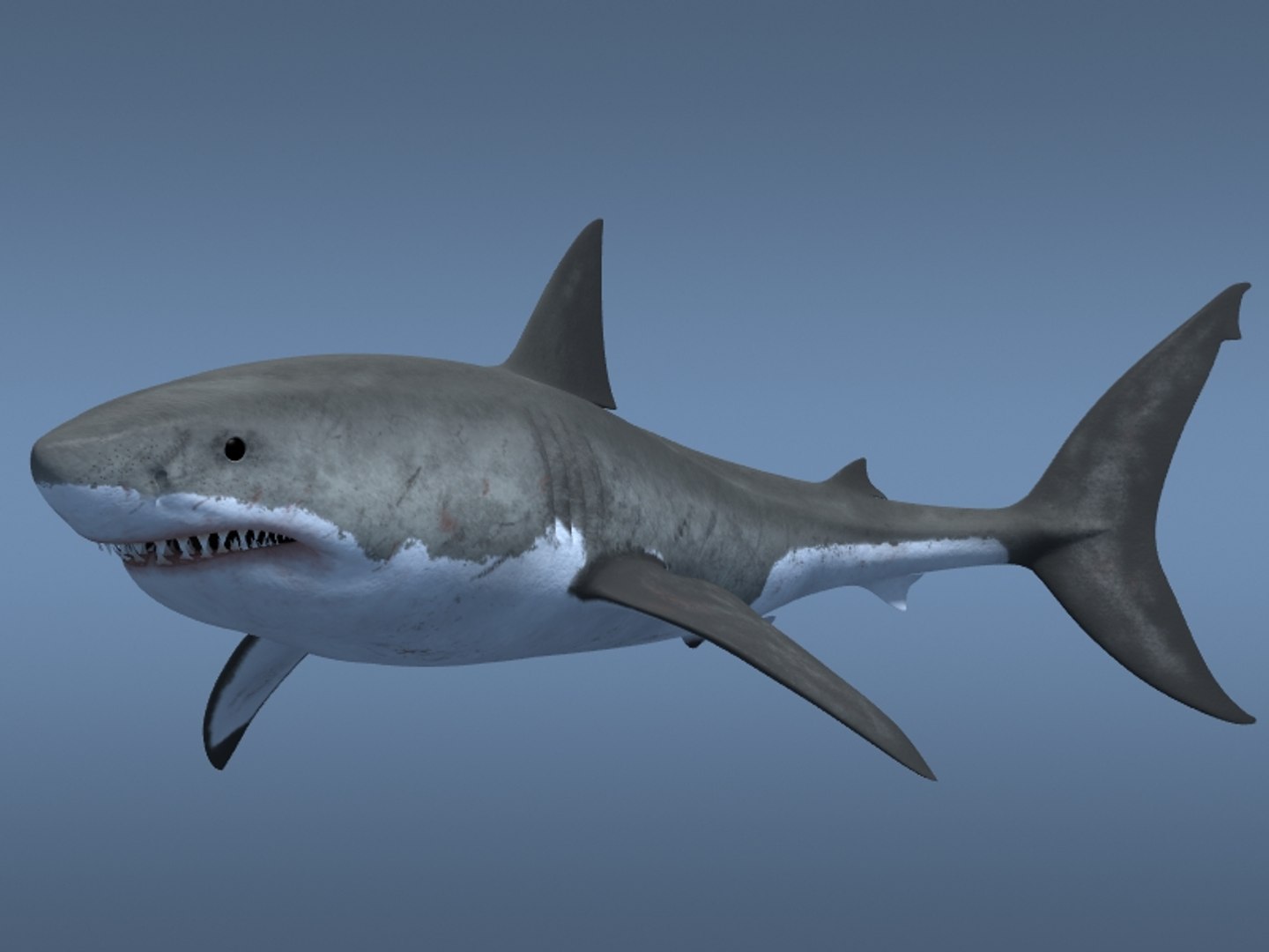 3ds max great white shark https://p.turbosquid.com/ts-thumb/zQ/ZEBYxH/FMJd6byY/grtwht_000/jpg/1287692337/1920x1080/fit_q87/4a3c910a63f0c51bfd6eb3f9743602b1aa21a3f6/grtwht_000.jpg