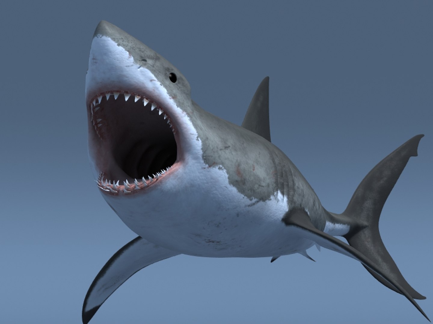 3ds max great white shark https://p.turbosquid.com/ts-thumb/zQ/ZEBYxH/GKpCl3P6/grtwht_005/jpg/1287692337/1920x1080/fit_q87/3469eaa4d6b3ab07ba838402ff2b59dc0b61be32/grtwht_005.jpg