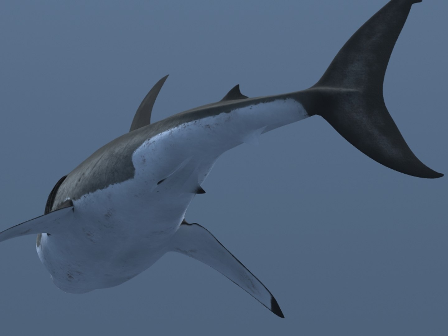 3ds max great white shark https://p.turbosquid.com/ts-thumb/zQ/ZEBYxH/NjejSZ01/grtwht_003/jpg/1287692337/1920x1080/fit_q87/557cd051c7adb931cc72f5e6dc182be54452285a/grtwht_003.jpg