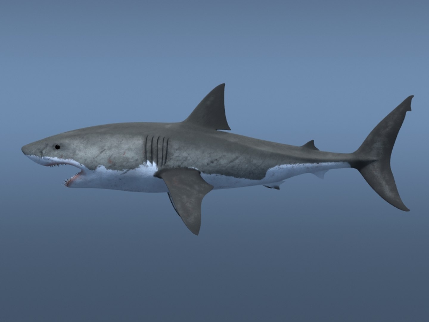 3ds max great white shark