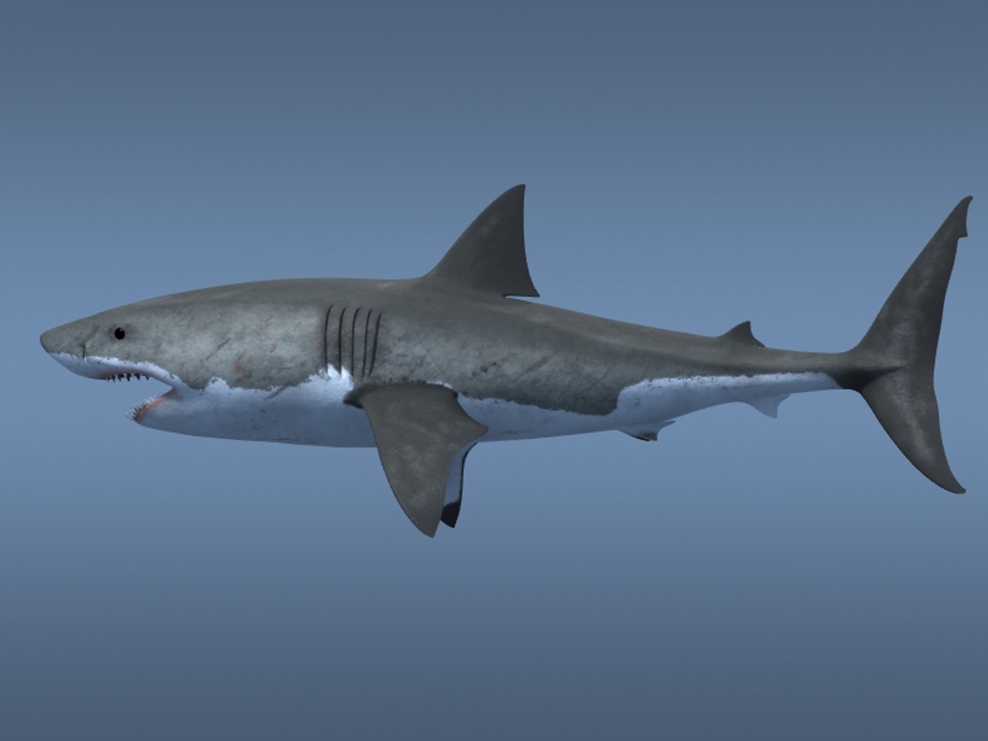 3ds max great white shark https://p.turbosquid.com/ts-thumb/zQ/ZEBYxH/TNfC9rOE/grtwht_023/jpg/1287692337/1920x1080/fit_q87/ef0ab015045abfac2433b9269f80a9ee2ea1c64c/grtwht_023.jpg
