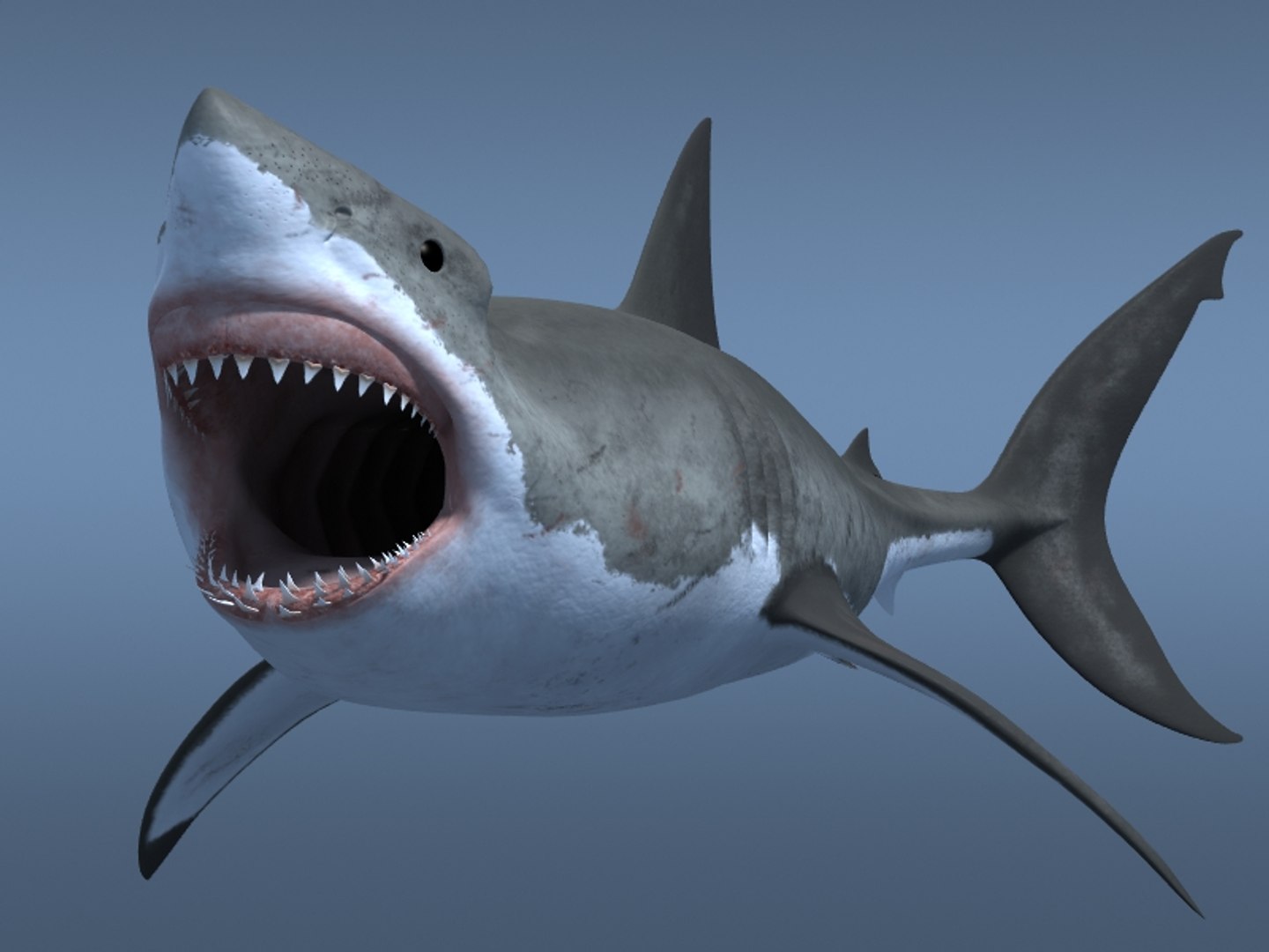 3ds max great white shark https://p.turbosquid.com/ts-thumb/zQ/ZEBYxH/W9YzV1Iq/grtwht_014/jpg/1287692337/1920x1080/fit_q87/9a9be837b0f3810f8dd848343adf4fbdc649938c/grtwht_014.jpg